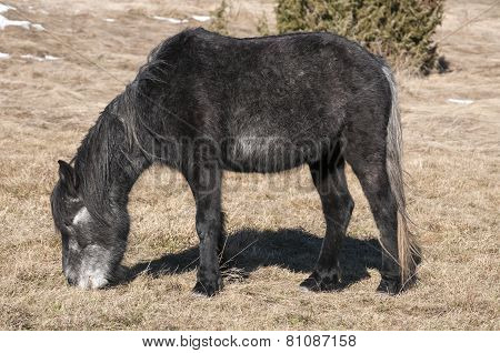 Hinny on winter meadow