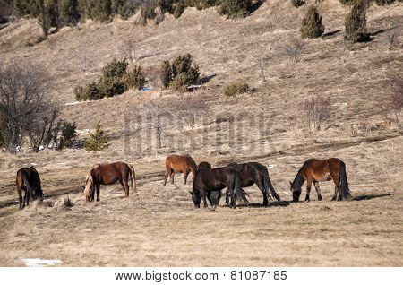 Hinnies on winter meadow