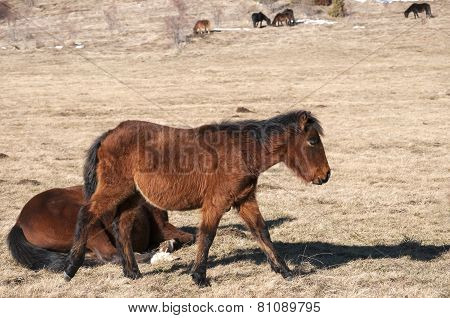 Hinnies on winter meadow