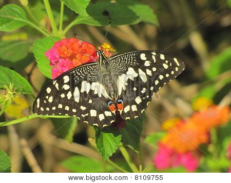 Papilio demodocus