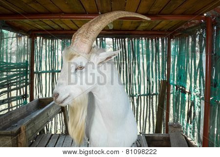 Saanen Billygoat