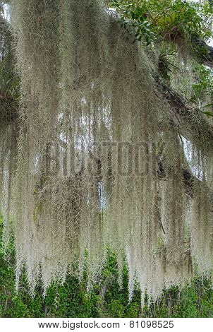Spanish Moss