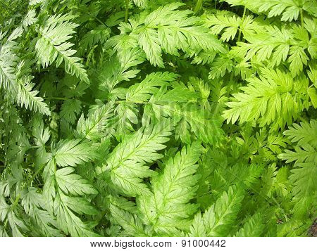 Plant Aegopodium Podagraria