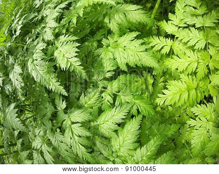 Aegopodium Podagraria