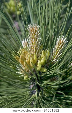 Pine Tree - Blossom