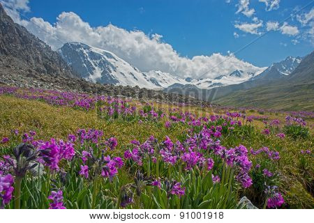 Alpine Meadow In Bloom