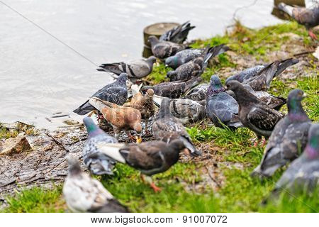 Doves