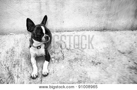Dog. Boston Terrier