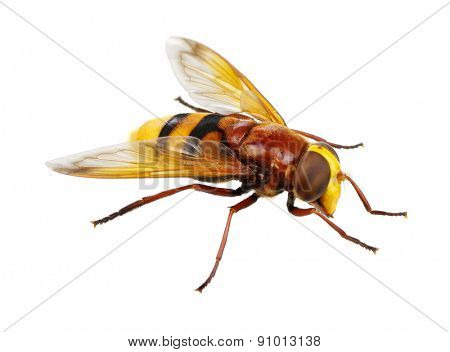 Horsefly isolated on white