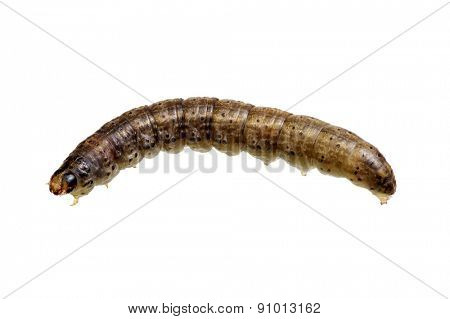  caterpillar isolated on a white background 
