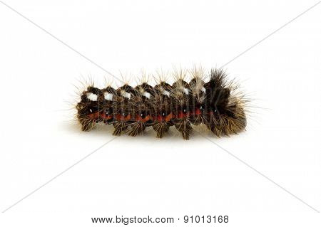  caterpillar isolated on a white background 