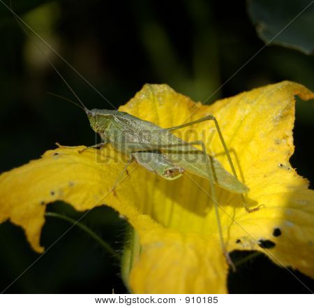 Unkwn especies saltamontes