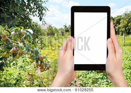 Photo Of Rural Garden On Backyard In Summer Day