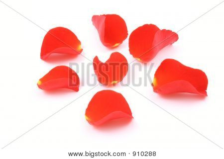 กุหลาบสีแดง