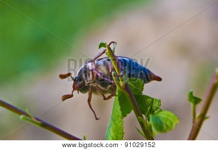 Cockchafer