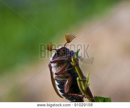 Cockchafer