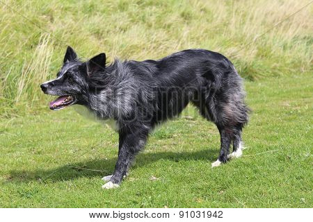 Happy dog