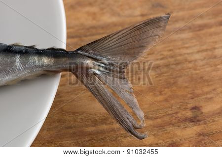 Atlantic Mackerel Close Up of Tail