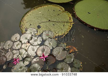Victoria leaves (Victoria amazonica) in the Bogor Botanical Gardens, West Java, Indonesia.