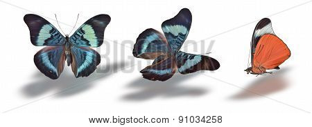 Butterfly Isolated On White.