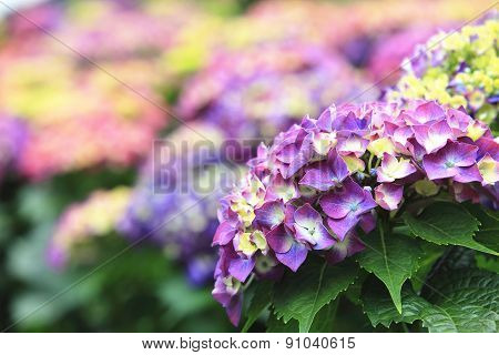 Hydrangea,Big-leaf Hydrangea,Laurustinus