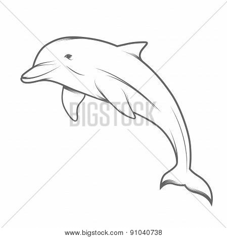 Dolphin illustration