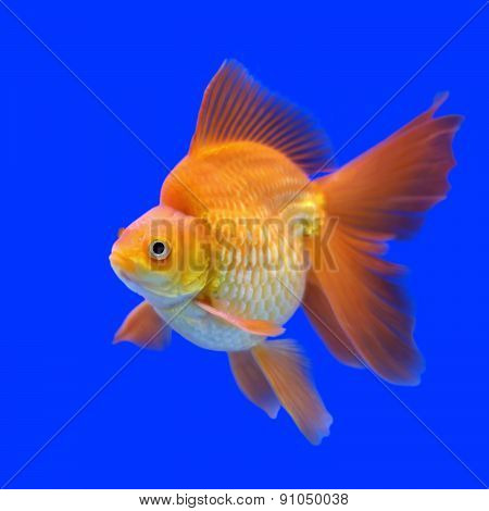 Beautiful Goldfish