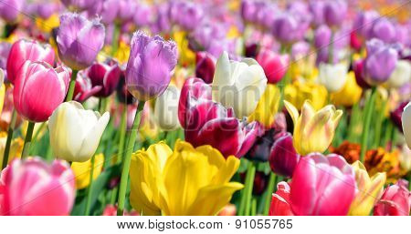 The tulip