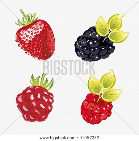 Set of fresh berries Vector illustration