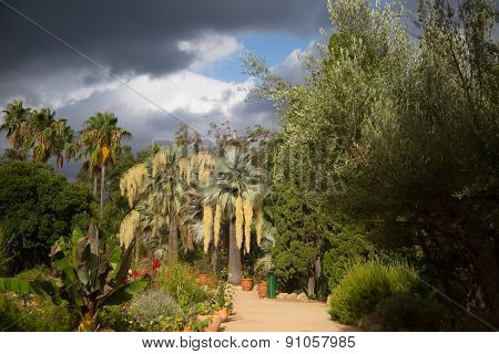 Palm Trees In Tropical Garden