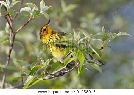 Male Cape May Warbler