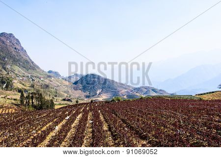 Flower fields terraced culture iat Sapa Vietnam