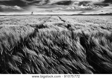 Biker and the wheat field and dramaticaly sky