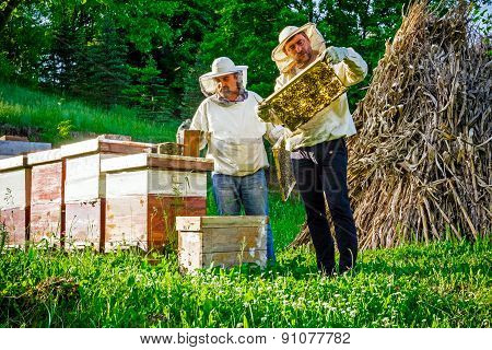 Work In Apiary