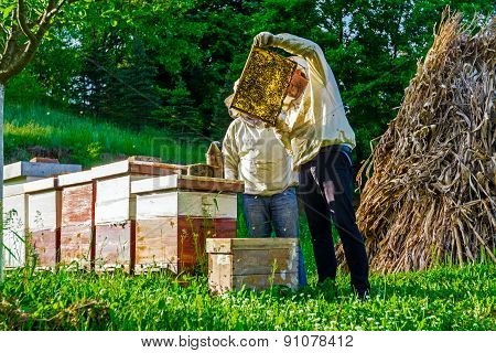 Work In Apiary