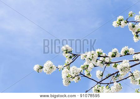 spring flower