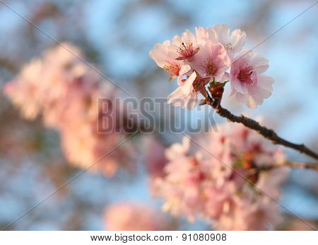 Sakura cherry flower (Prunus serrulata)