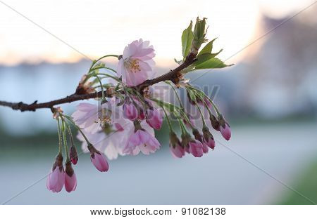 Sakura cherry flower (Prunus serrulata)