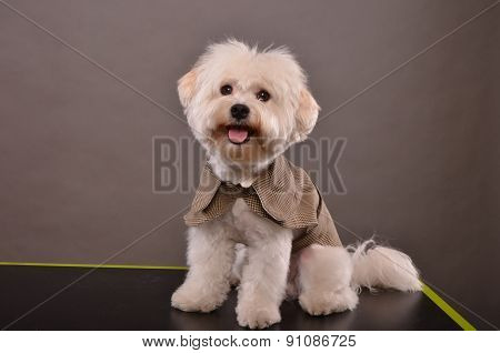 Cute Maltese Puppy