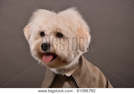 Maltese Dog Portrait