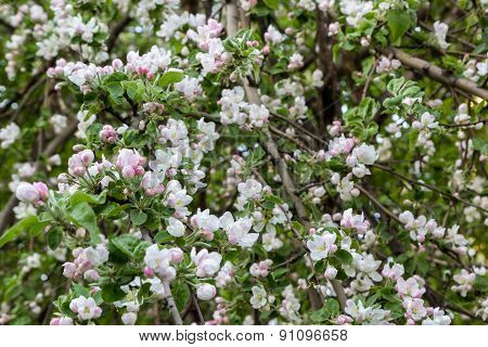 Flowering Fruit Tree
