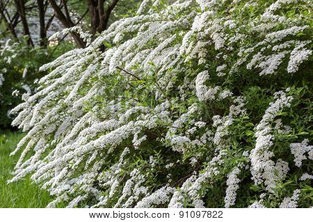 White Flowering Shrub