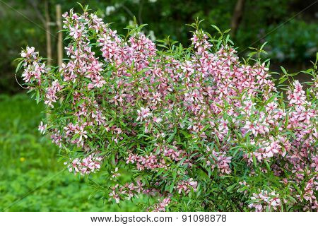 Pink Flowering Shrub