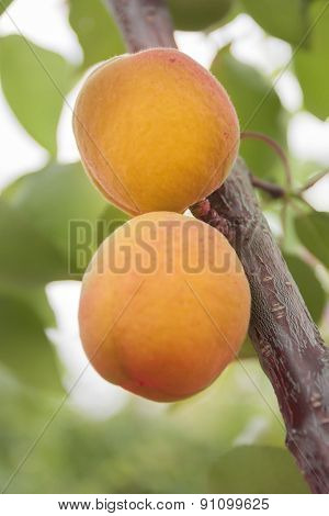 Apricots Ripen On The Tree