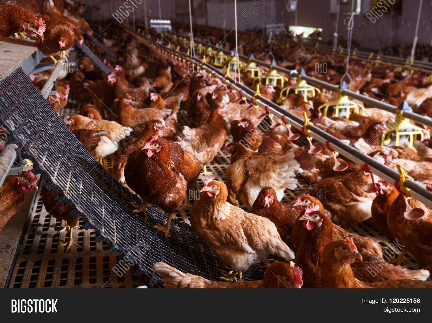 Can You Keep Chickens In A Barn at Ruth OConnor blog