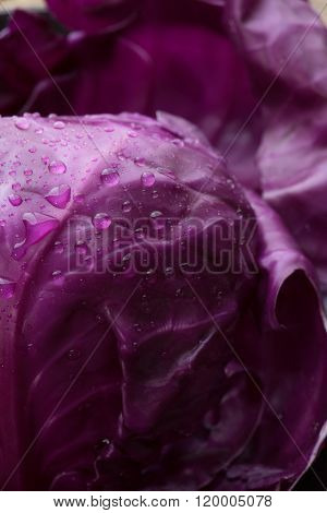 Washed fresh red cabbage leaves. Red cabbage leaves with water drops. 