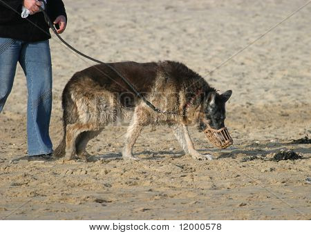 封じられた犬