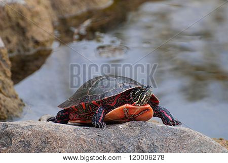Painted Turtle