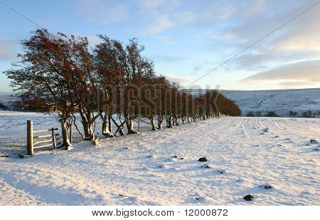Verschneite Felder