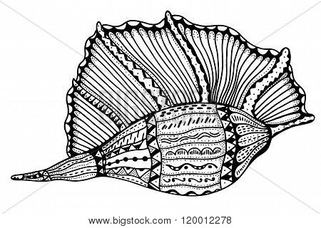 Zentangle Stylized Shell